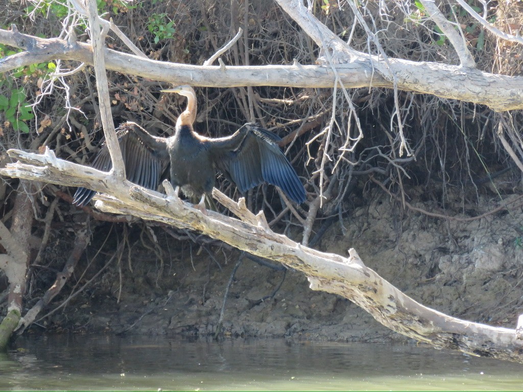 anhinga africká - ML644162439
