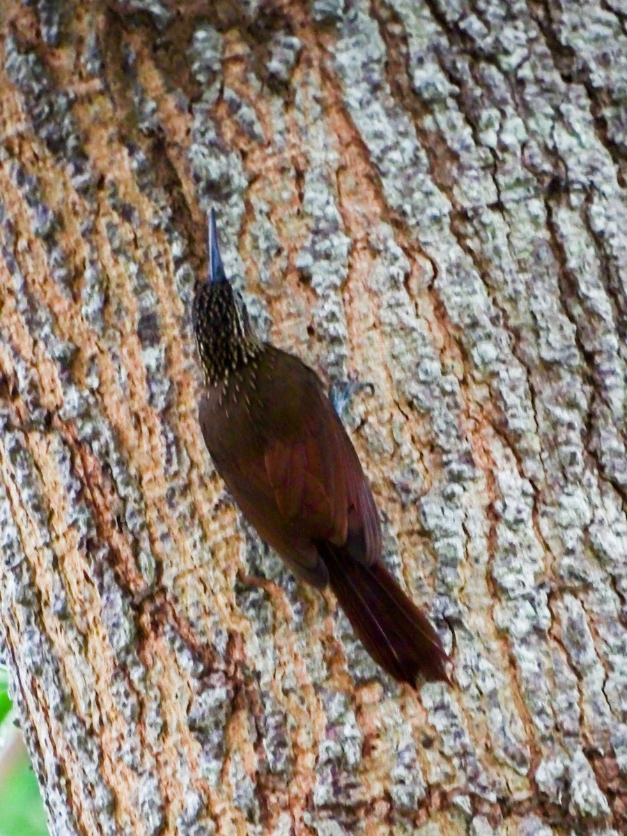 Cocoa Woodcreeper - ML644162447