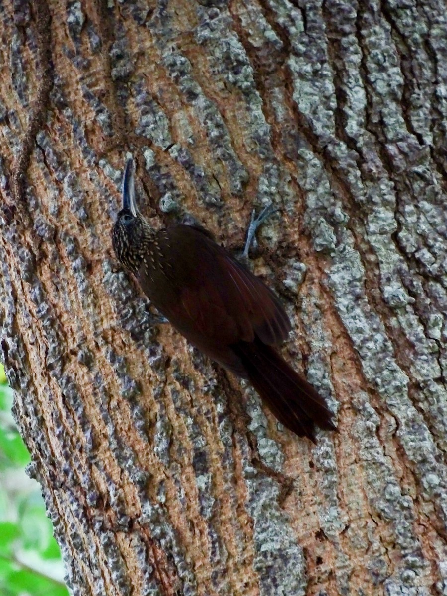 Cocoa Woodcreeper - ML644162449