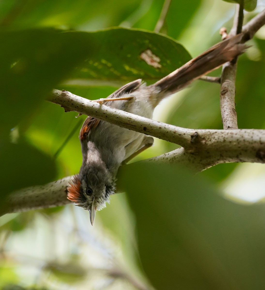 Rio Orinoco Spinetail - ML644162452