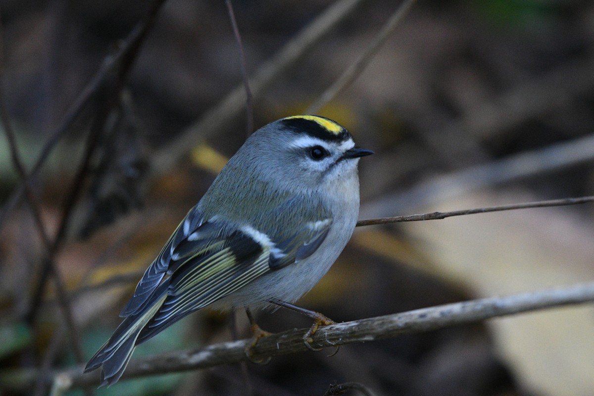 Golden-crowned Kinglet - ML644162453