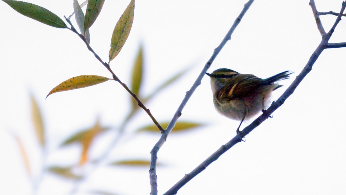 Pallas's Leaf Warbler - ML644162454