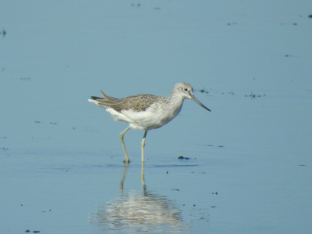 アオアシシギ - ML644162455