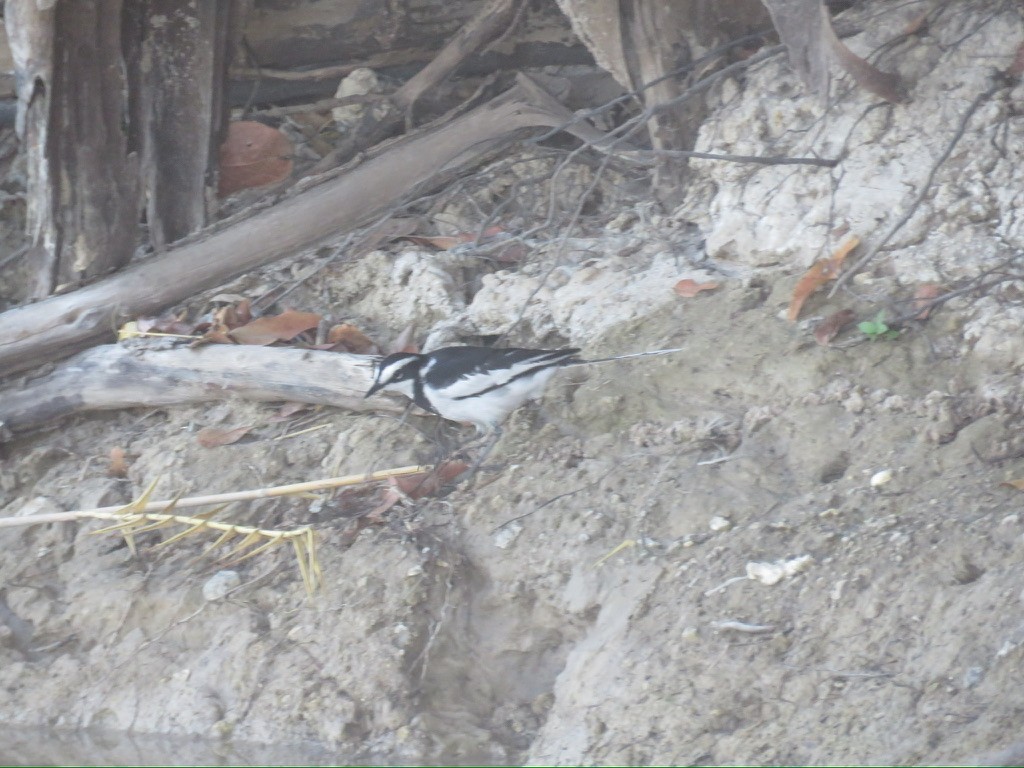 African Pied Wagtail - ML644162456