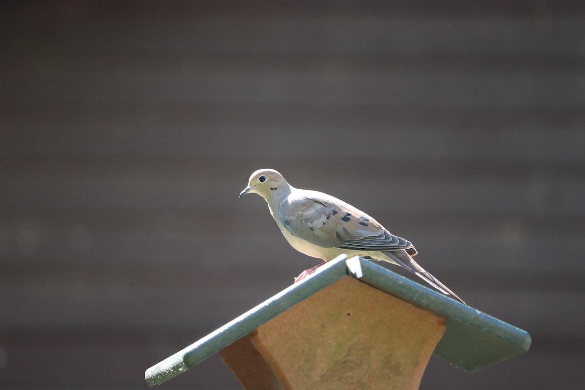 Mourning Dove - ML644162460