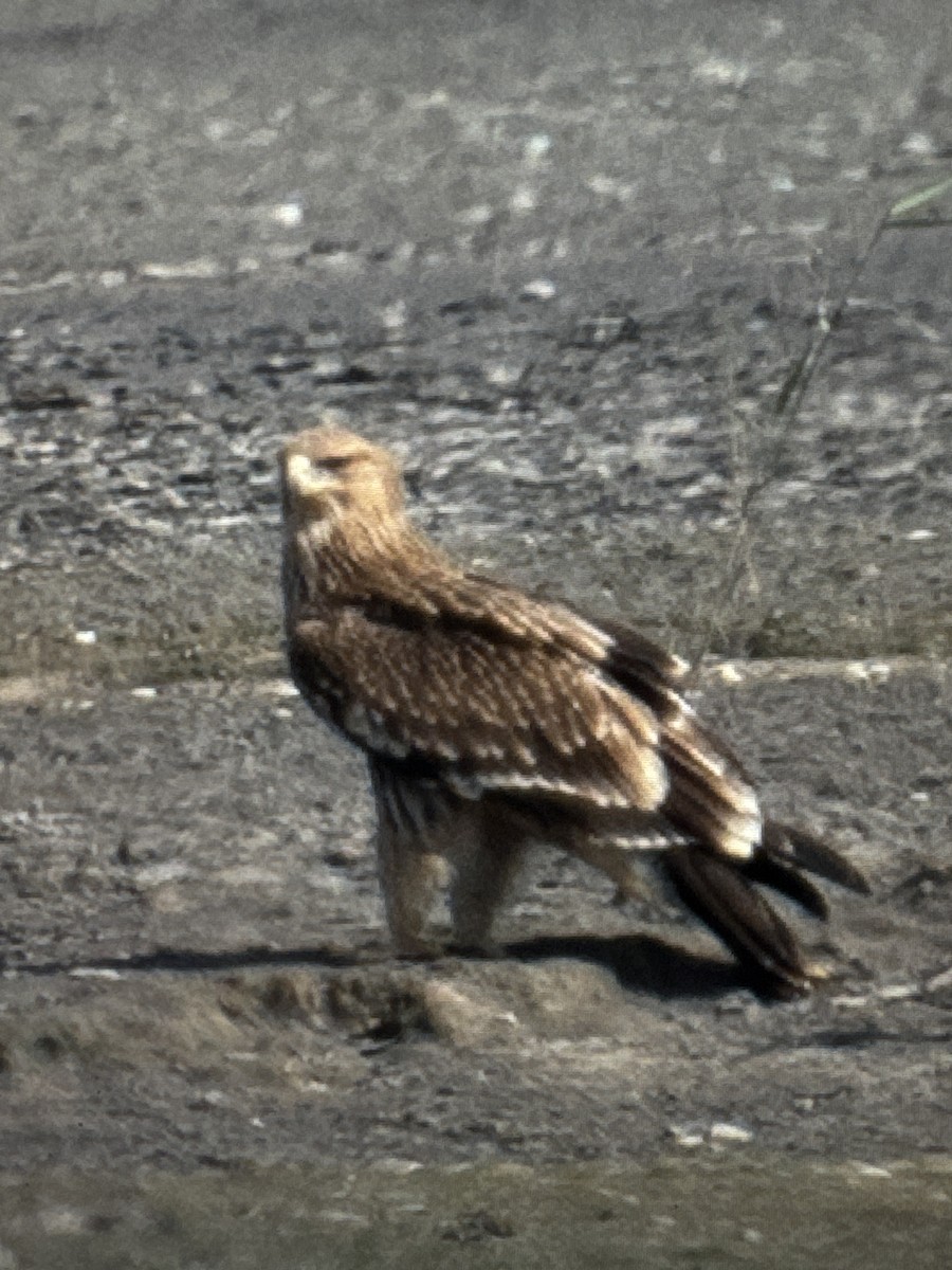 Imperial Eagle - ML644162463