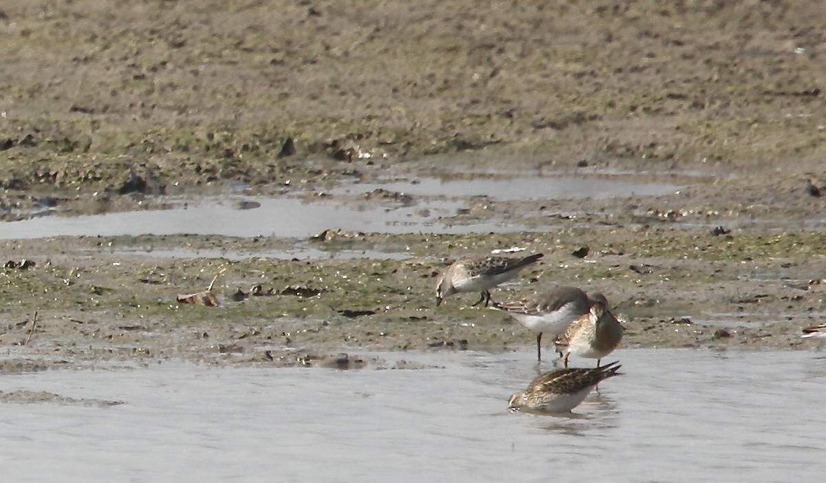 bonapartesnipe - ML644162464