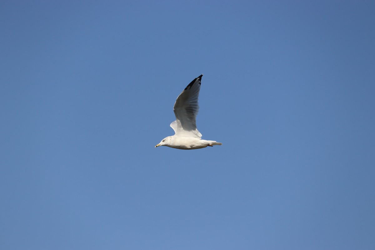Ring-billed Gull - ML644162473