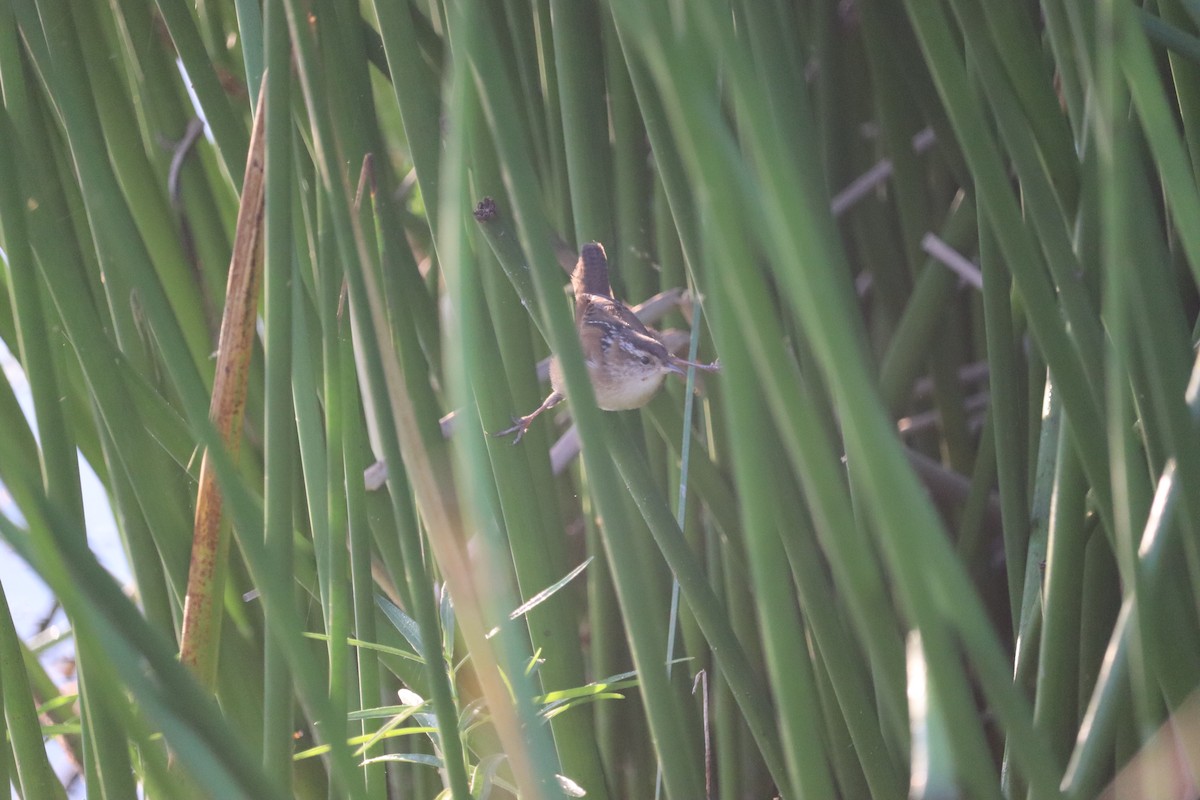 Marsh Wren - ML644162480