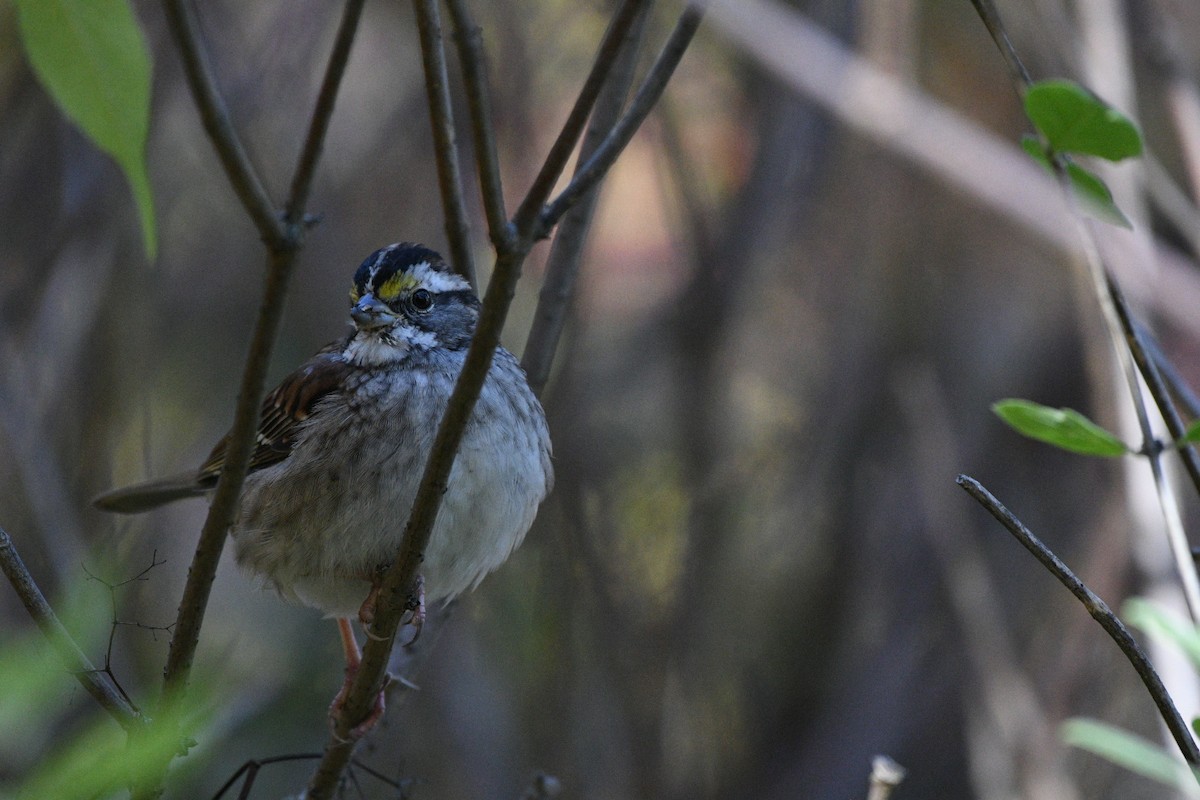 White-throated Sparrow - ML644162482