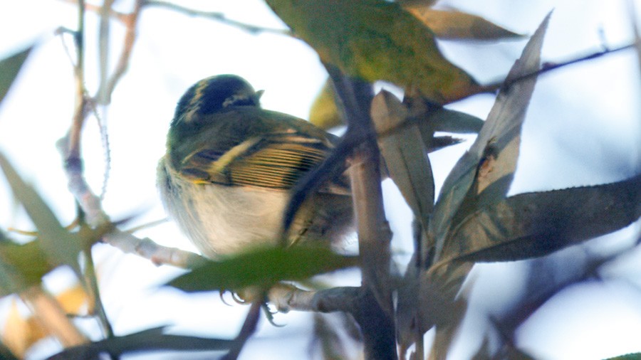 Pallas's Leaf Warbler - ML644162483