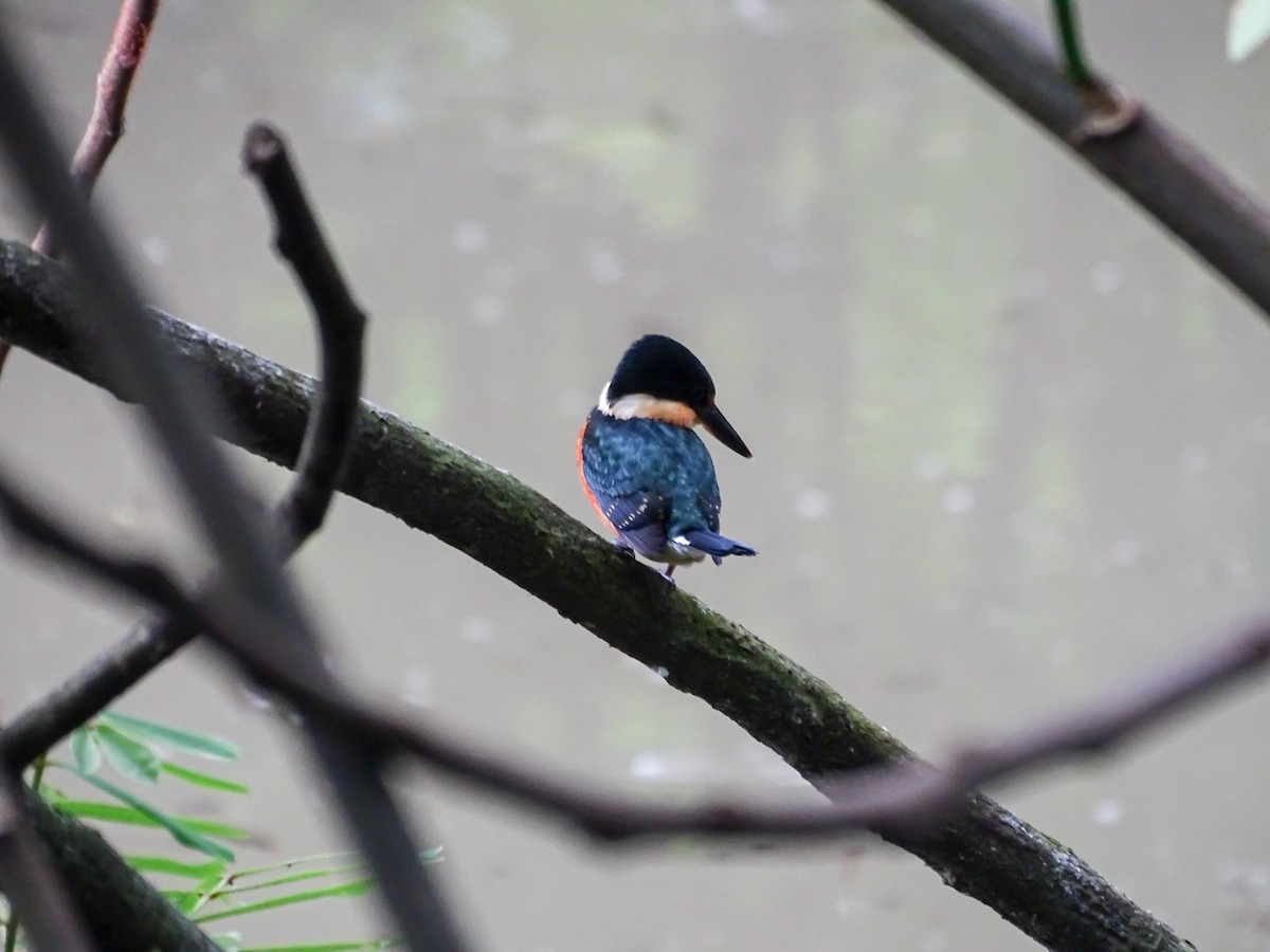 bronseisfugl - ML644162484