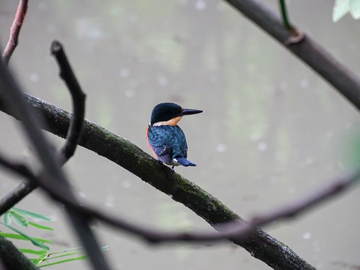 bronseisfugl - ML644162485