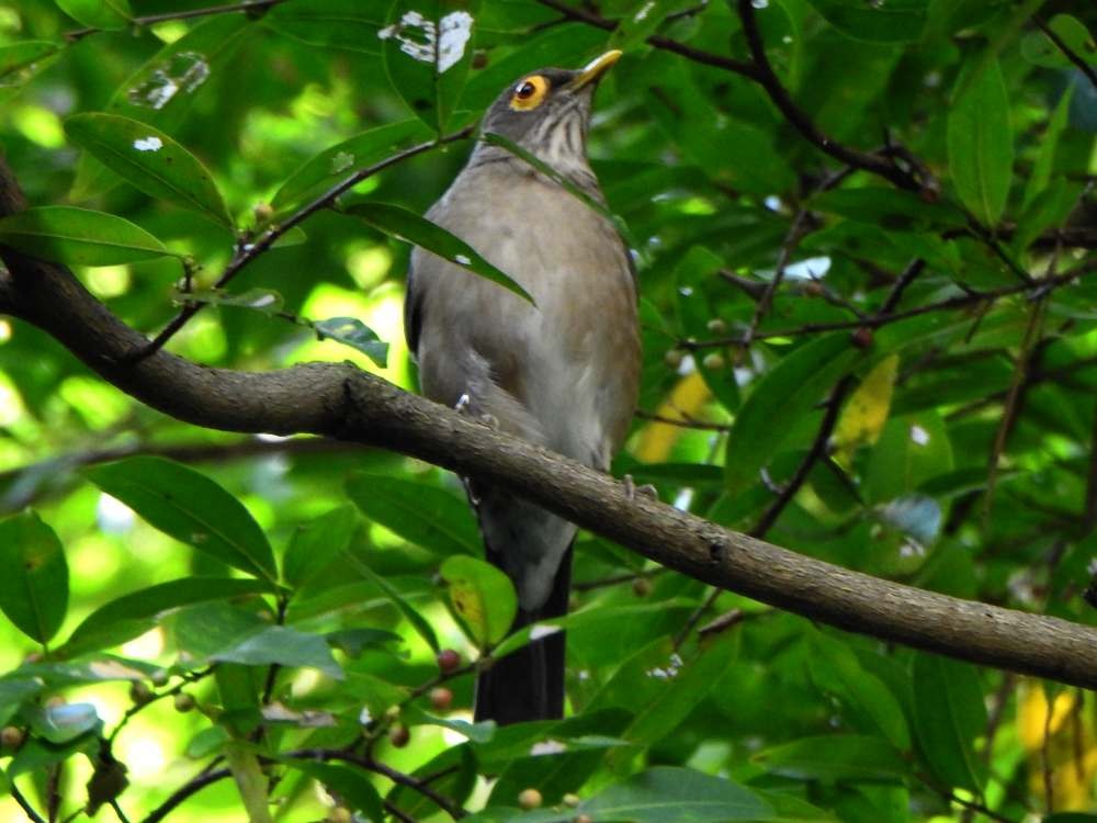Spectacled Thrush - ML644162488