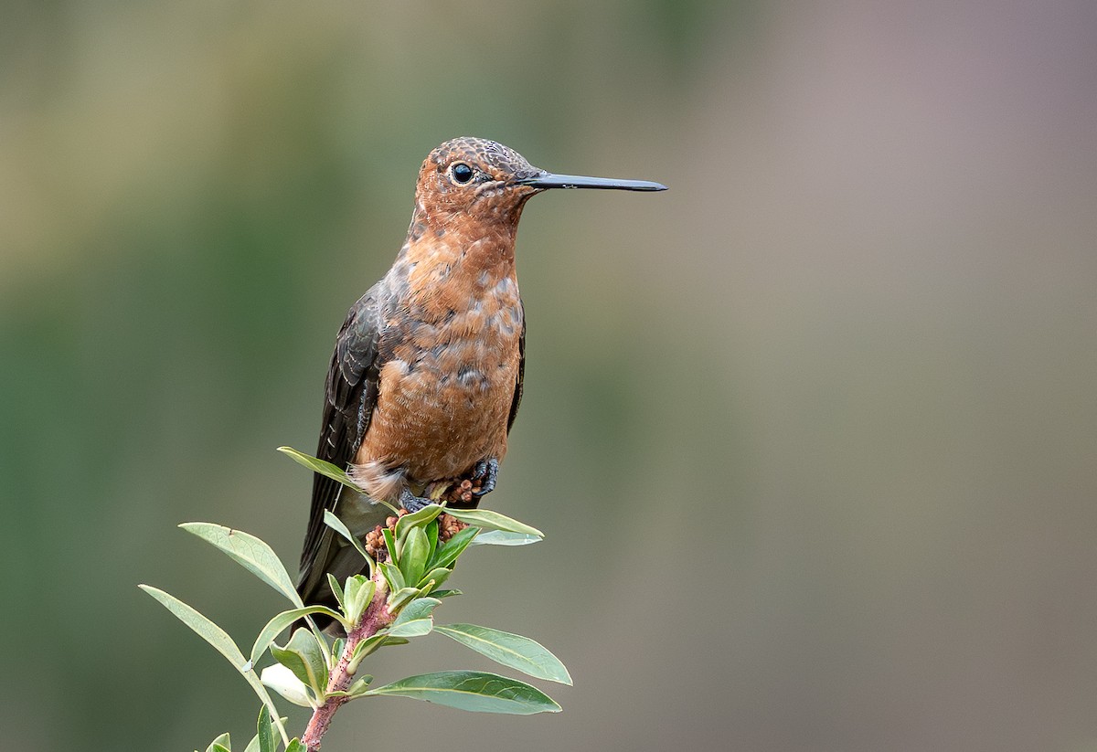 Giant Hummingbird - ML644162494