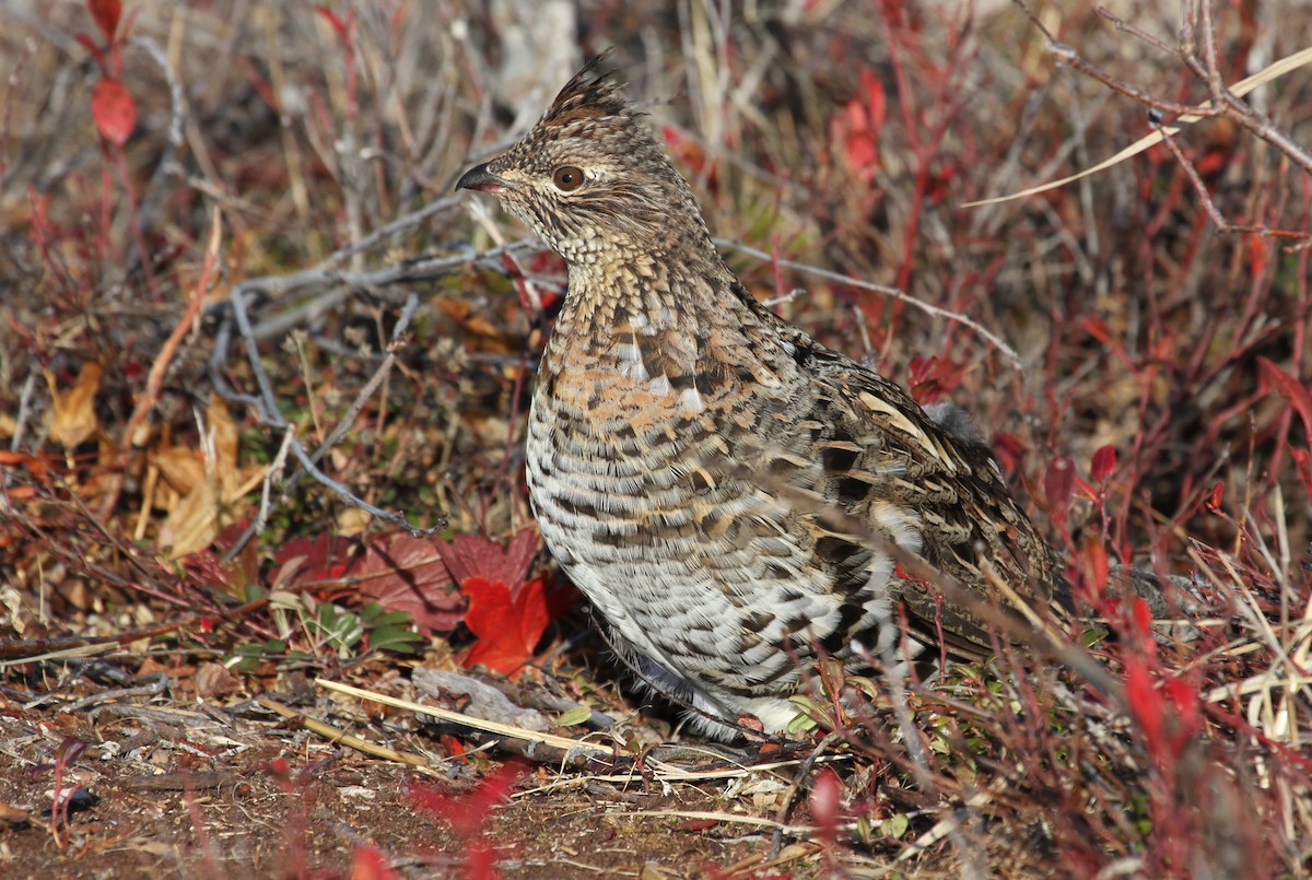 Ruffed Grouse - ML644162500