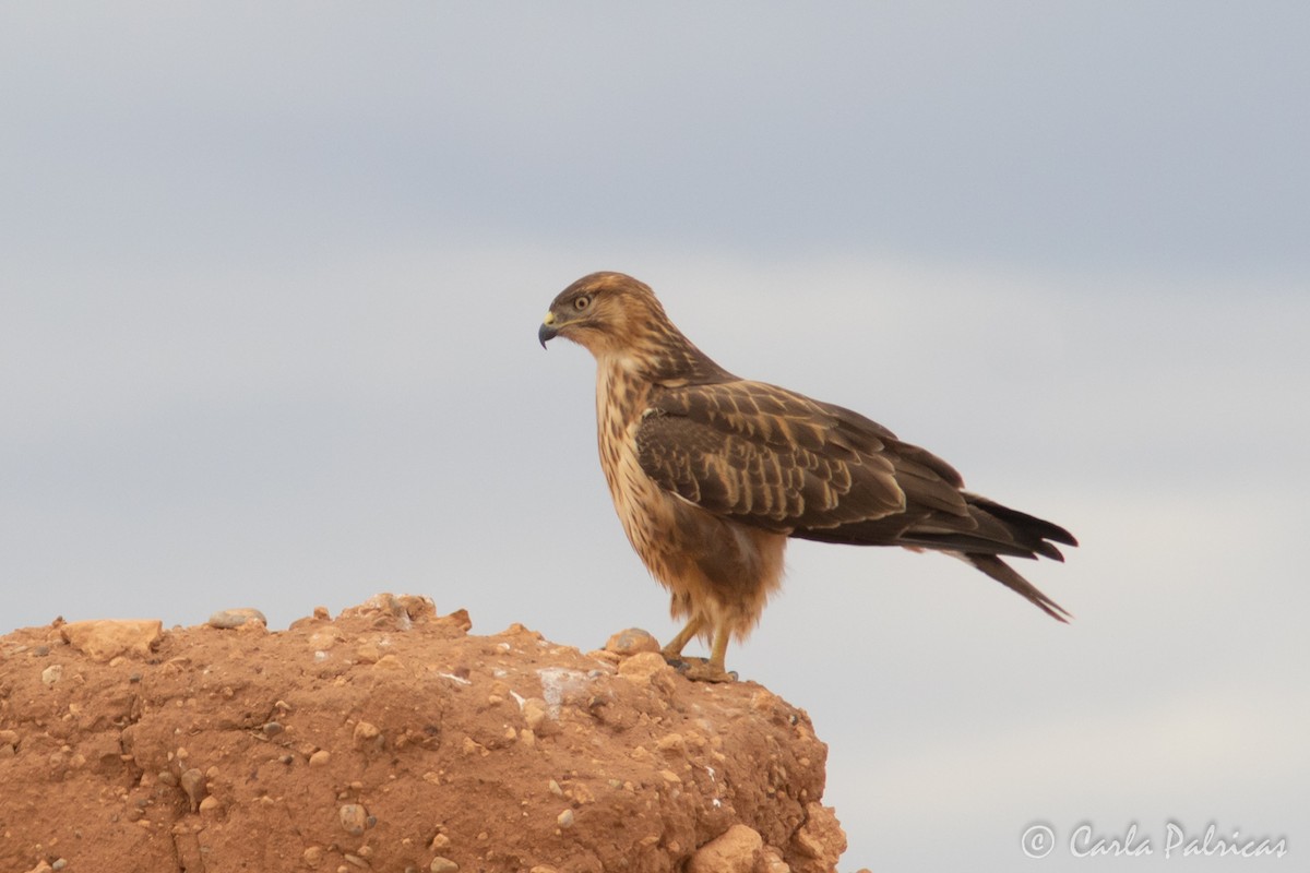 ニシオオノスリ - ML644162501