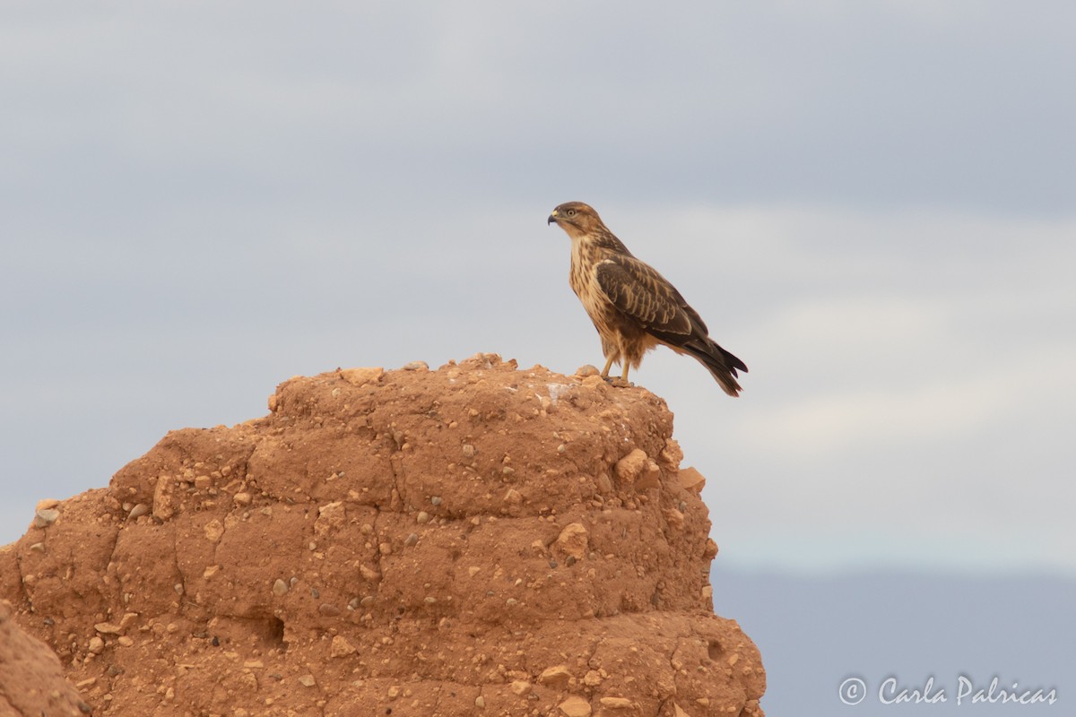 ニシオオノスリ - ML644162502