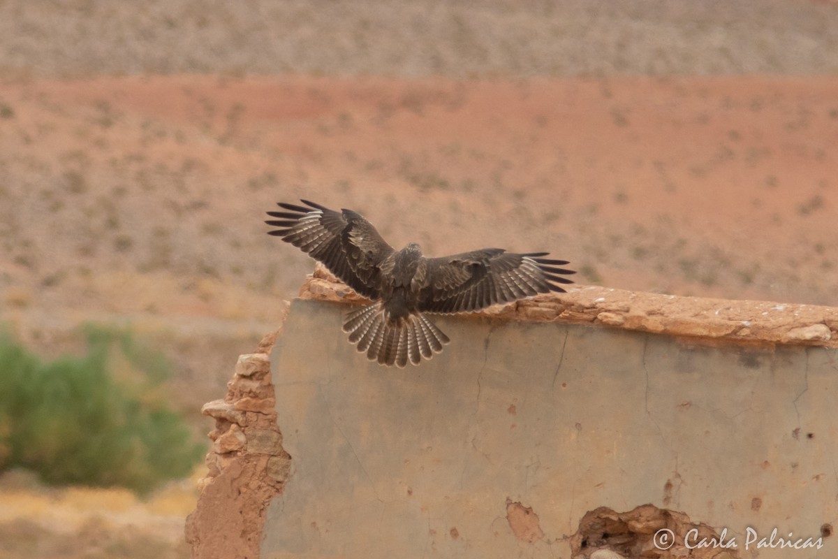 ニシオオノスリ - ML644162503