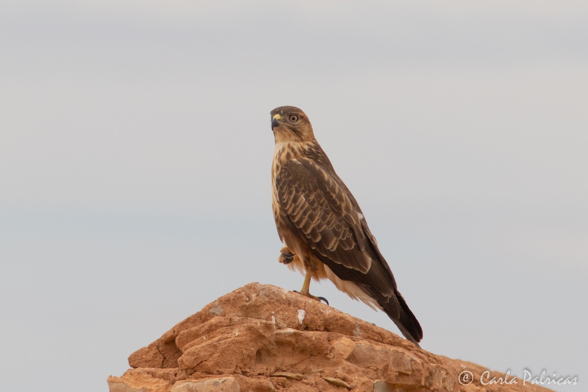 ニシオオノスリ - ML644162504