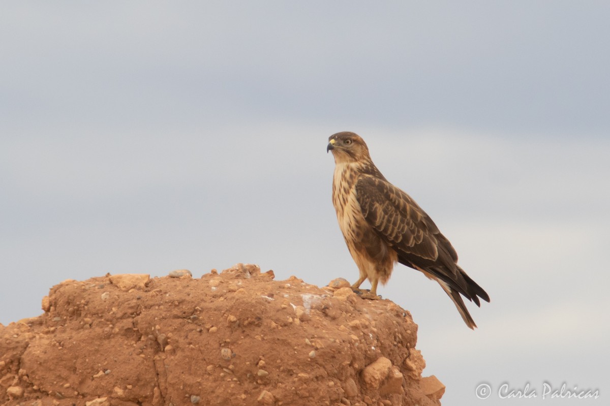 ニシオオノスリ - ML644162505