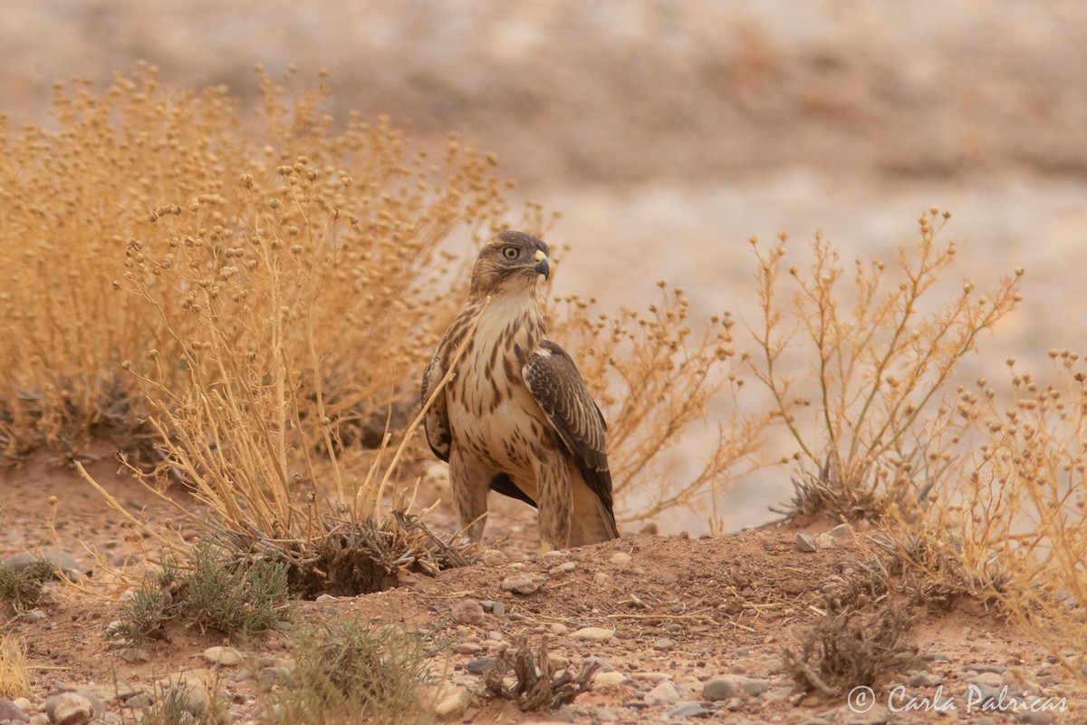 ニシオオノスリ - ML644162506