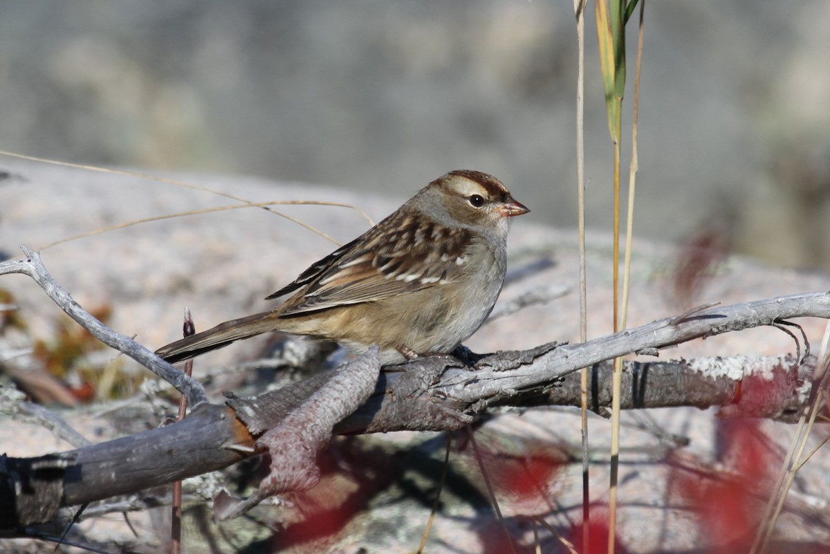 White-crowned Sparrow - ML644162521