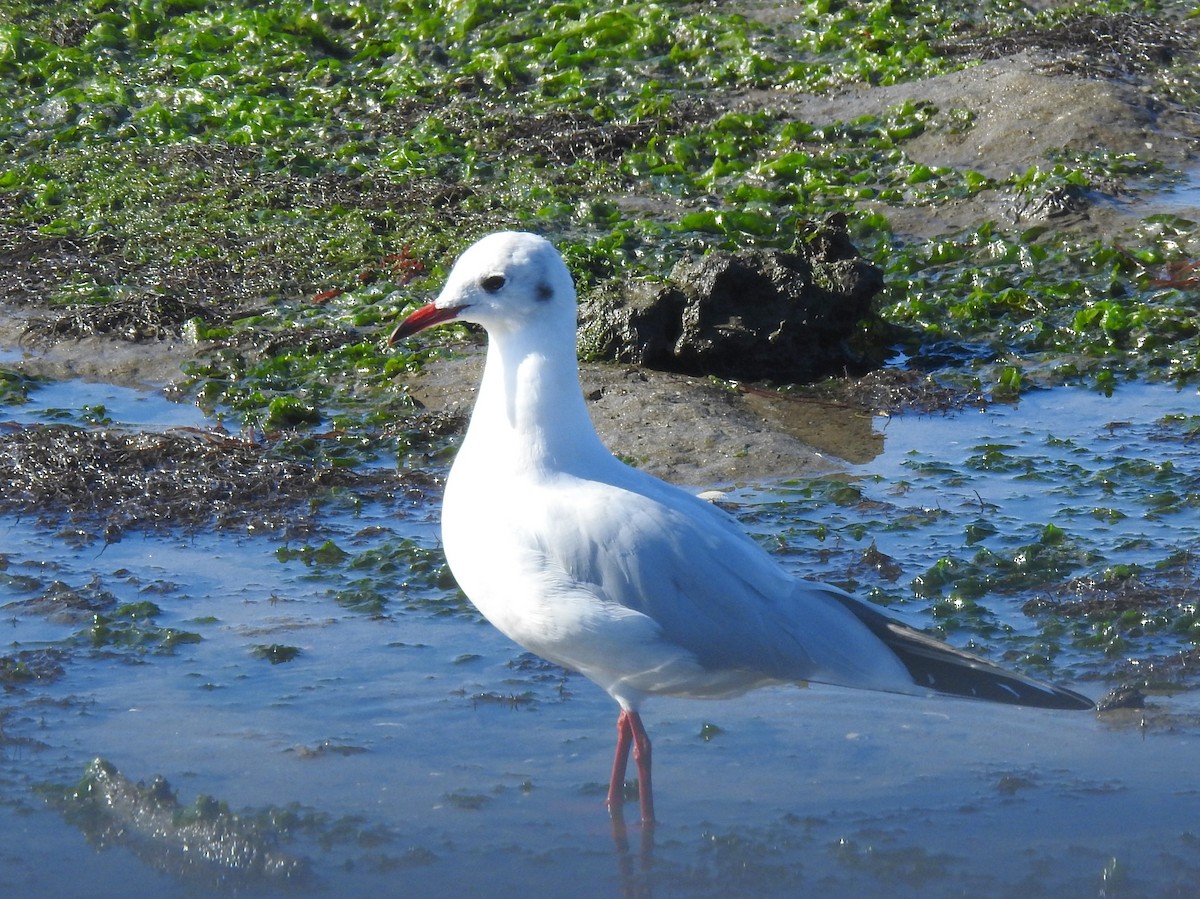 ユリカモメ - ML644162522