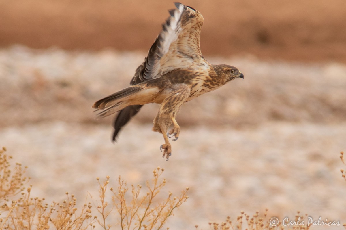 ニシオオノスリ - ML644162525