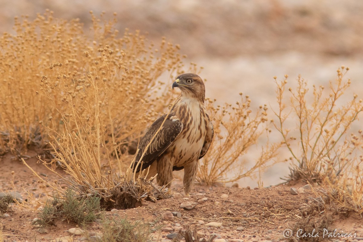 ニシオオノスリ - ML644162527