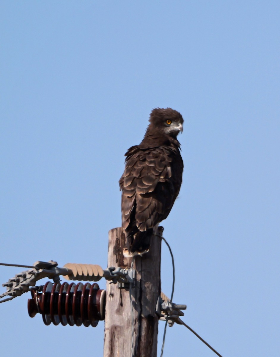 svartbrystslangeørn - ML644162529