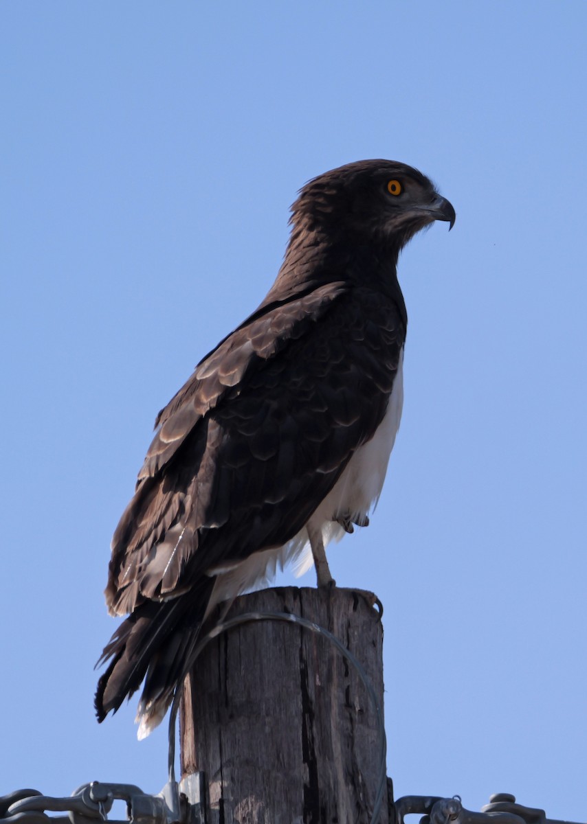 svartbrystslangeørn - ML644162530