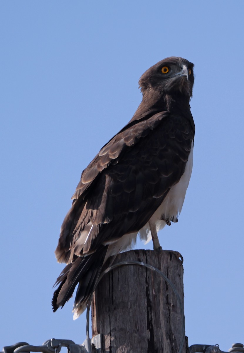 svartbrystslangeørn - ML644162531