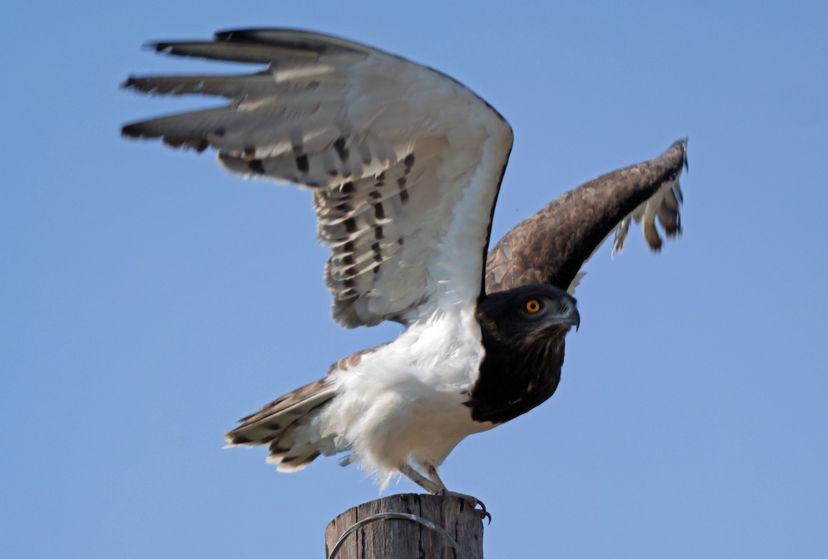 svartbrystslangeørn - ML644162532