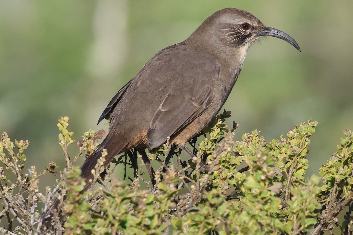 Kalifornienspottdrossel - ML644162534