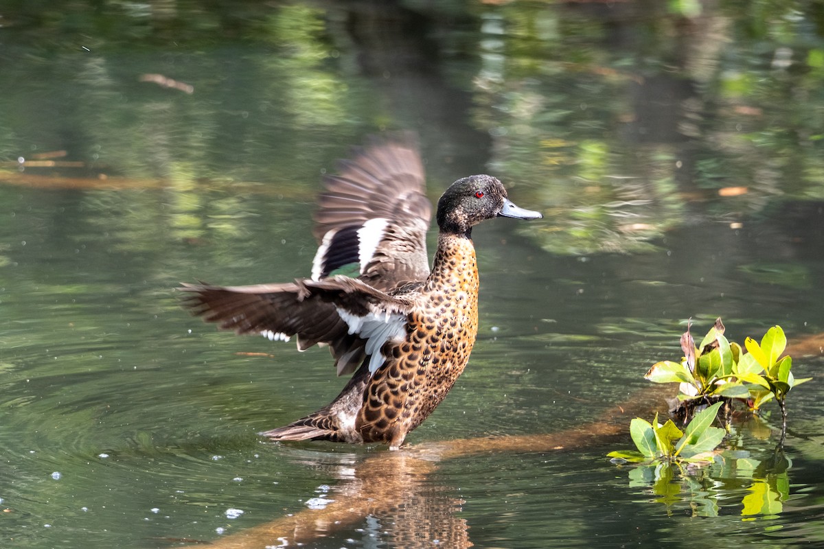 Chestnut Teal - ML644162536