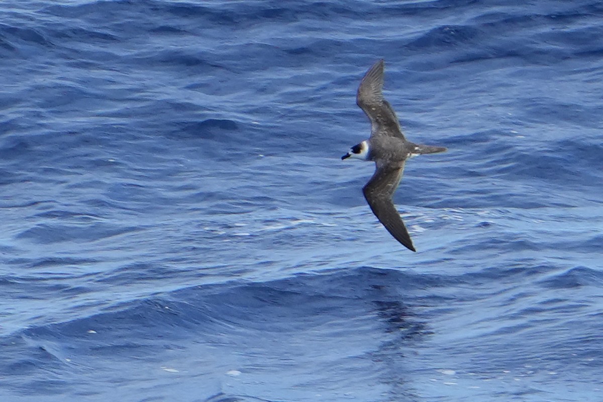 White-necked Petrel - ML644162540