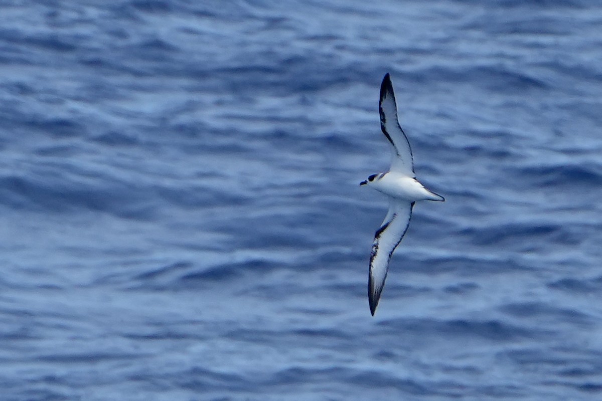 White-necked Petrel - ML644162541