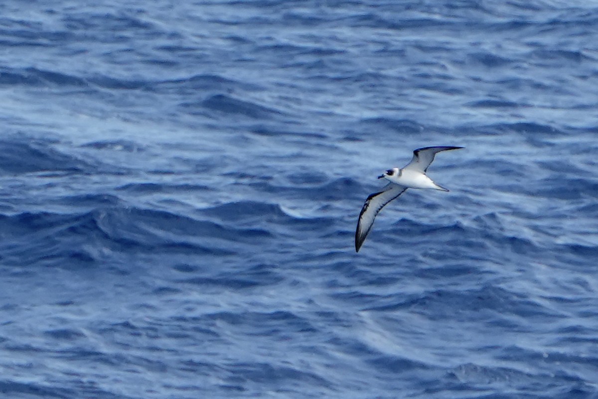 White-necked Petrel - ML644162543