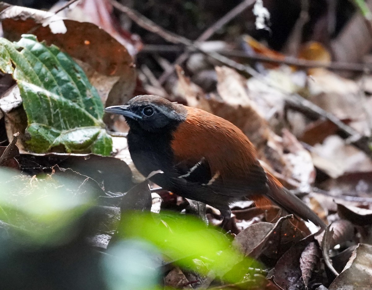 Cordillera Azul Antbird - ML644162546