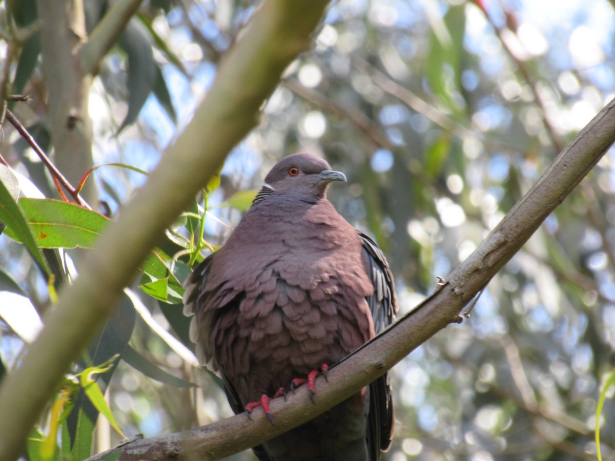Chilean Pigeon - ML644162556
