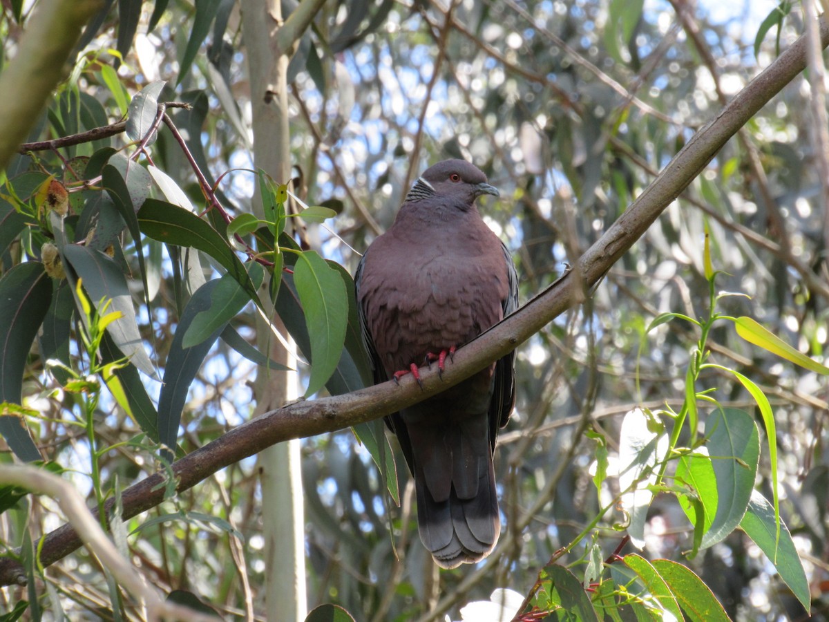 Chilean Pigeon - ML644162557
