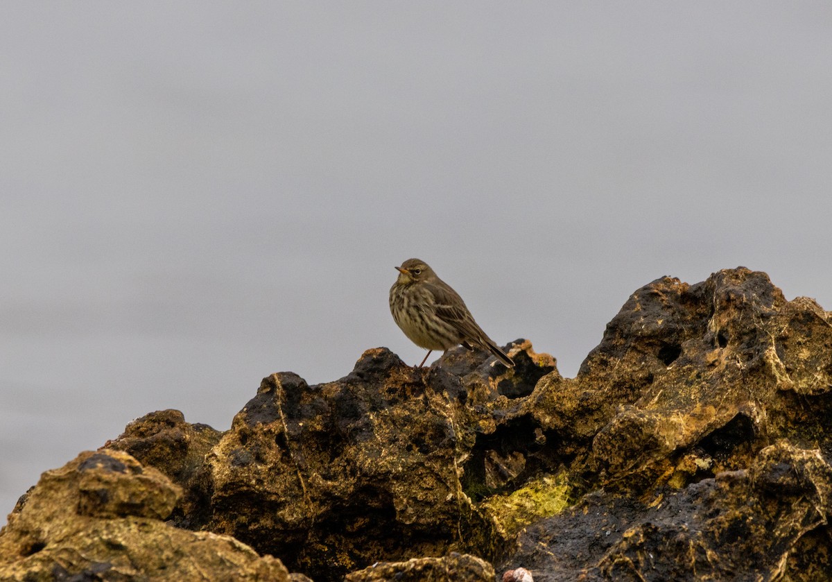 Pipit maritime - ML644162567