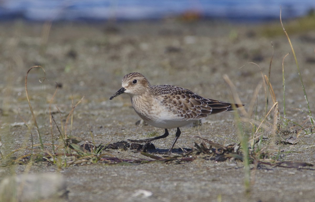Baird's Sandpiper - ML644162570
