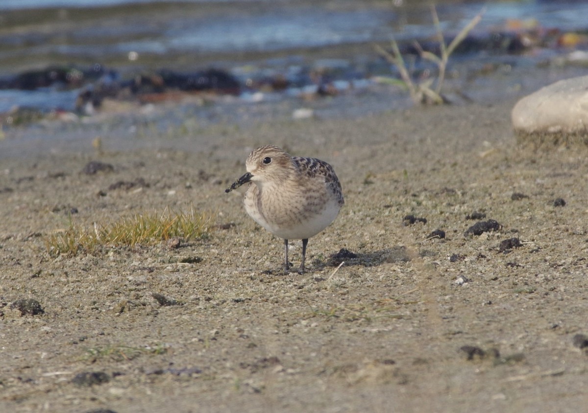Baird's Sandpiper - ML644162571
