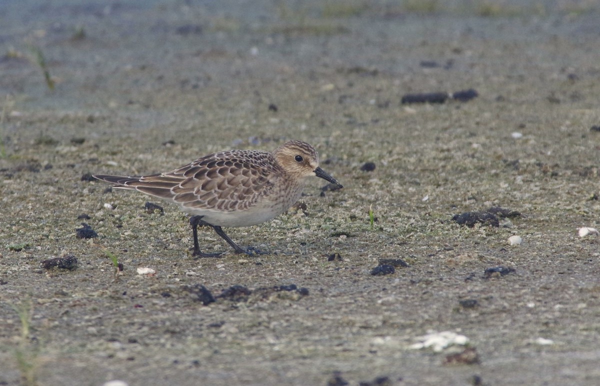 Baird's Sandpiper - ML644162572