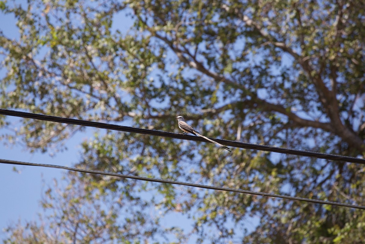 Scissor-tailed Flycatcher - ML644162578