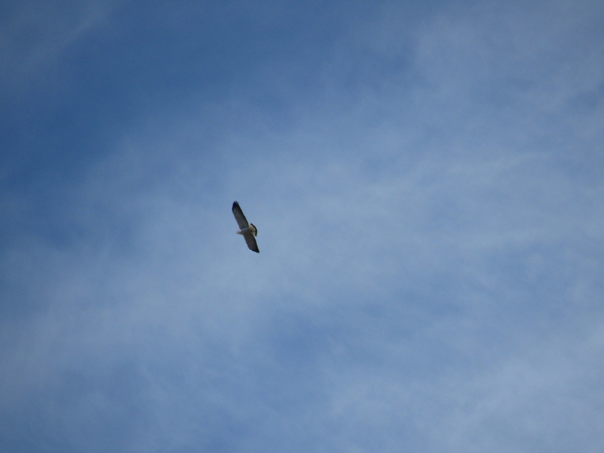 Variable Hawk - ML644162581