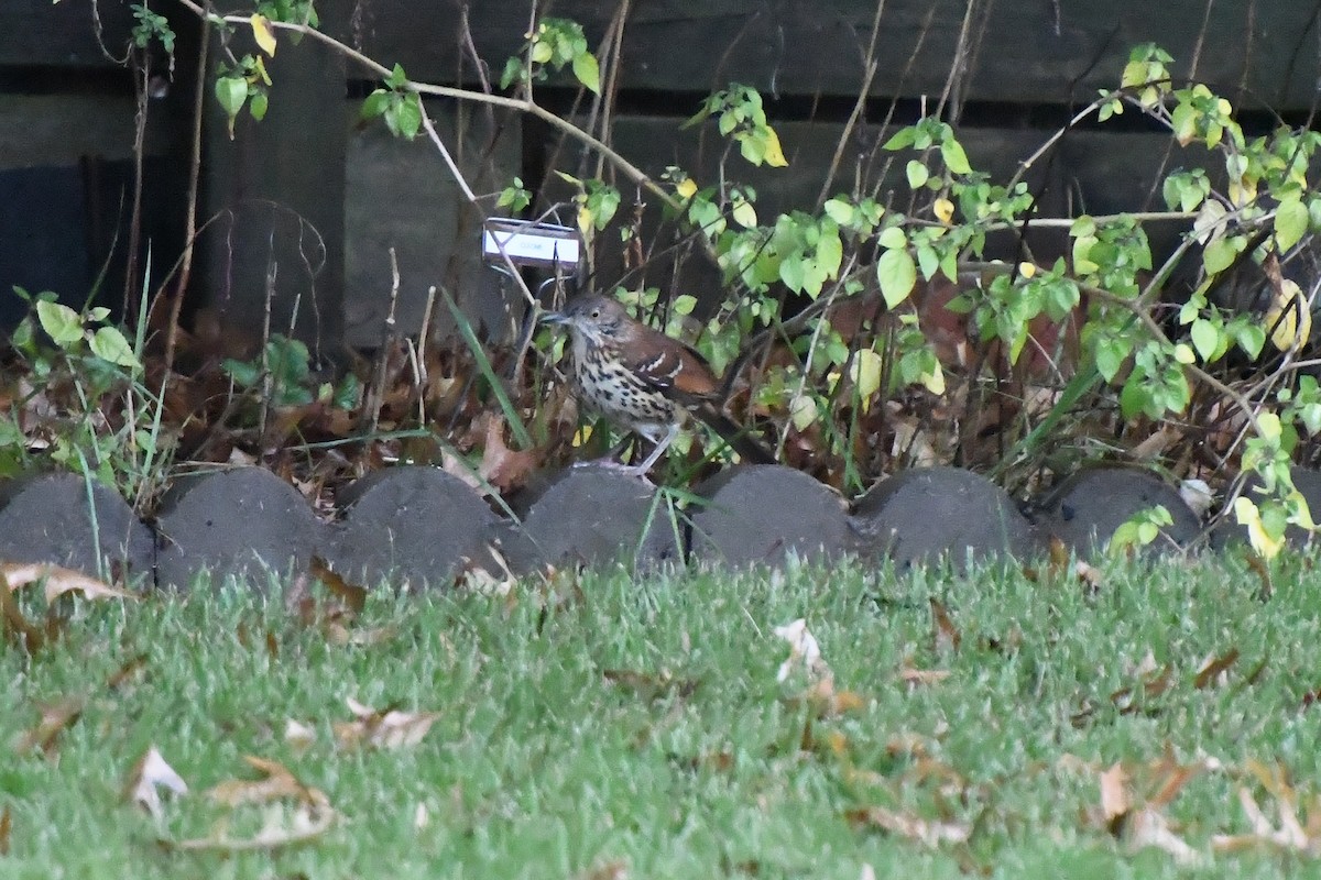 Brown Thrasher - ML644162585