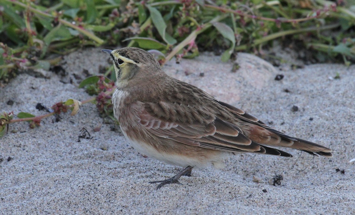 Эвэрт болжмор - ML644162588